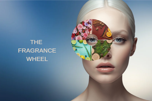 Koku Çarkı (Fragrance Wheel) Nedir?